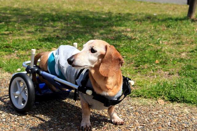 【簡単手作り】愛犬のための歩行器・車椅子の作り方をご紹介！